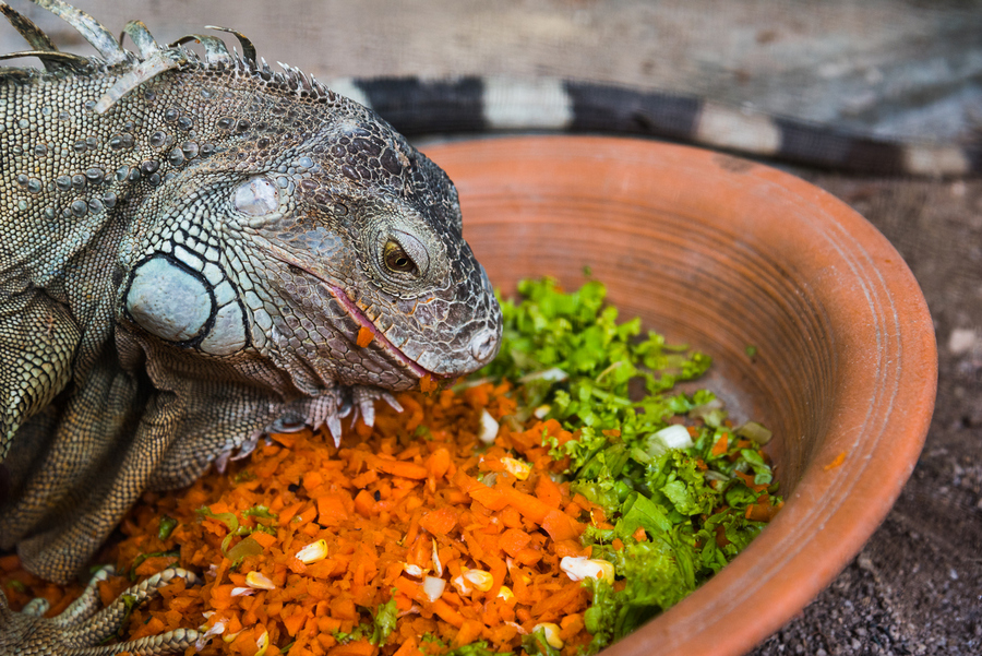 Alimentação da Iguana: O Que Ela Come?