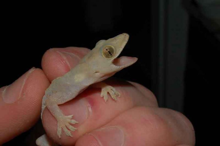 Lagartixa Machucada