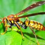 Marimbondo