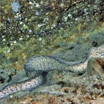 Moreia-Pintada-de-Natura Em Seu Habitat
