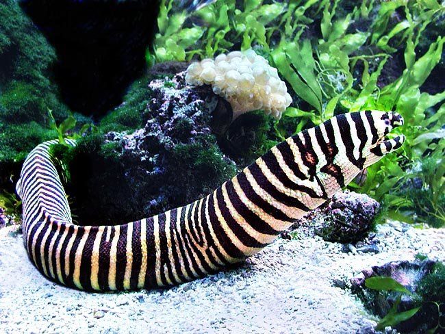 Moreia-zebra: Características, Nome Científico e Fotos