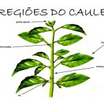 Partes do Caule