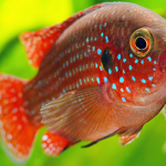 Peixe Acará Jóia