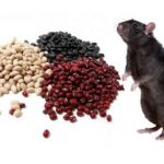 Rato Comendo Veneno