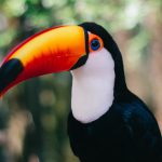 Tucano em seu Habitat