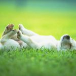 Cachorro Fingindo de Morto na Grama
