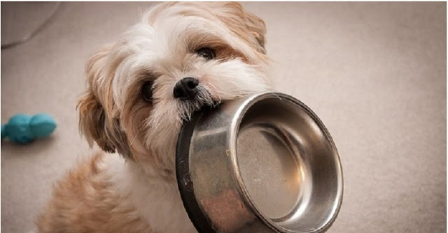 Alimentação do Shih-Tzu: O Que Comem? Guia 2026