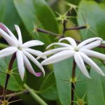 Flores Jasmim dos Açores