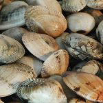 Moluscos Bivalves