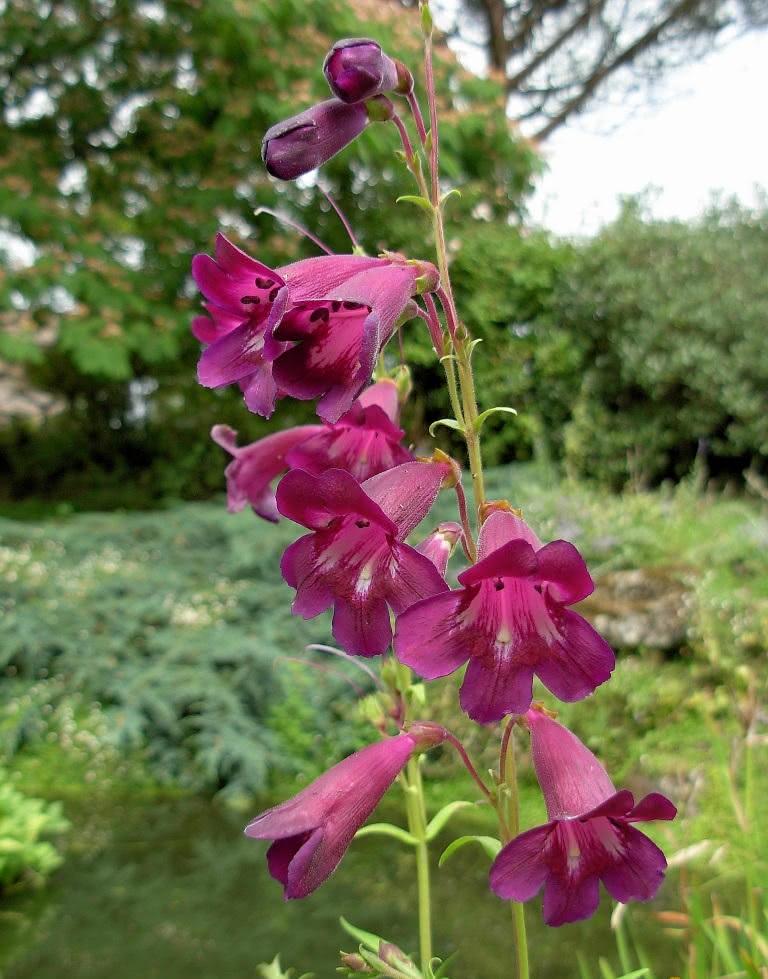 Tudo Sobre a Flor Pentstemon: Características e Nome Científico