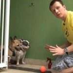 Treinando o Cachorro Pra não Entrar em Casa