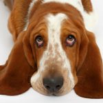 Personalidade do Basset Hound