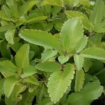Planta Pirarucu