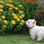 Cachorro no Jardim