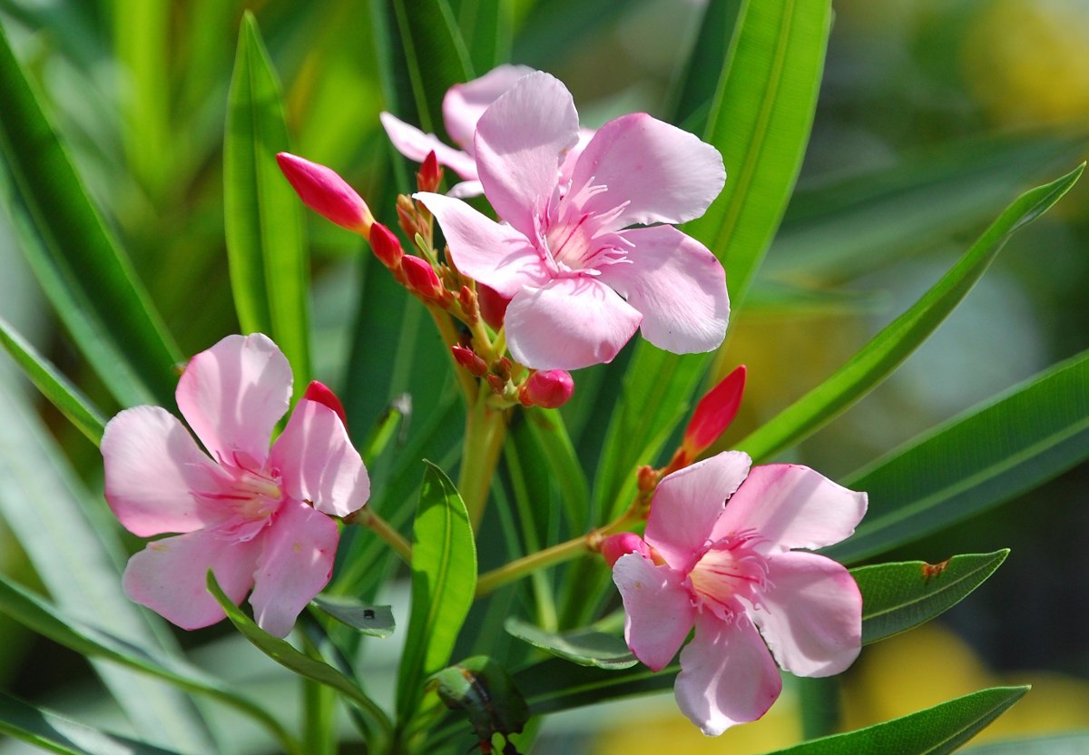 Flor com a Letra E: 12 Flores que Começam com E (2026)