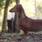 Baudenhard Kennel - Dachshund