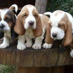 Filhotes de Basset Hound