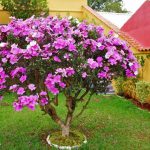Arvore de Manacá no Quintal
