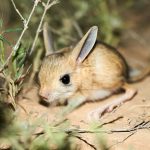 Ciclo de Vida do Jerboa