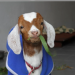 Cabrito como Pet