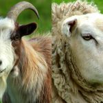 Qual a Diferença entre Cabrito e Cordeiro ?