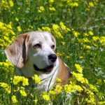 Animais e Plantas