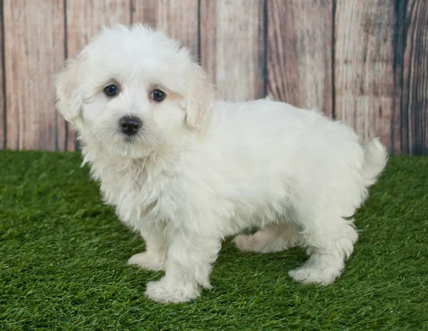 Maltipoo Curiosidades e Fatos Interessantes Sobre a Raça