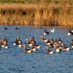 Patos e Gansos