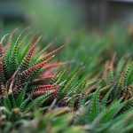 Suculentas na Natureza