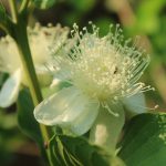 Flor de Goiaba