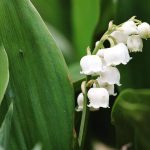 Muguet