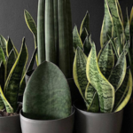 plantas de sombra
