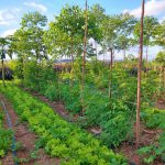 Agrofloresta