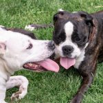 Dois American Staffordshire Terrier