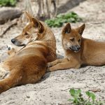 Dois Dingos na Natureza
