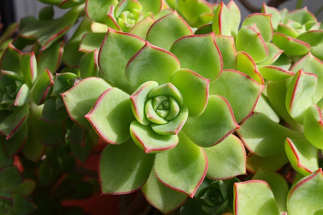 Echeveria: Beleza Deslumbrante em Plantas Suculentas de Alta Resistência