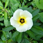 Flor-do-Guarujá