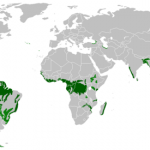 Florestas Tropicais Úmidas