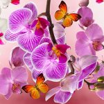 Orquídeas Coloridas