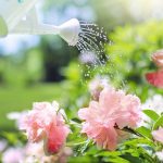 Regando Flores