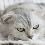 Scottish Fold