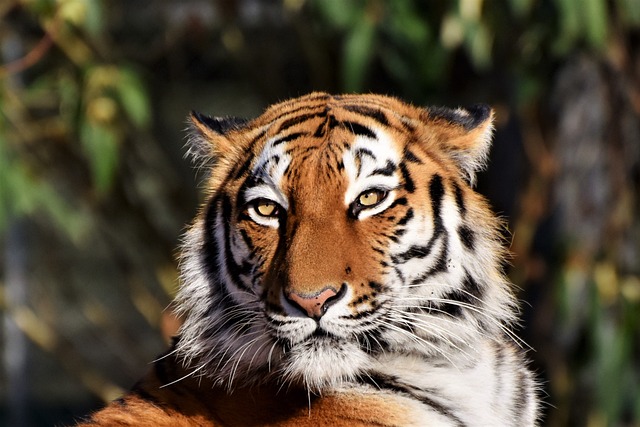 Tigre: Tudo Sobre o Maior Felino do Mundo