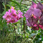 Diversas Cores de Oquídea Vanda