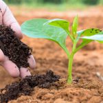 Mão Humana Adubando Planta