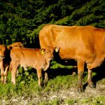 Murnau-Werdenfels com Filhotes no Pasto