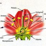 Partes da Flor