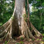 Trilha em meio à floresta amazônica com grande árvore nativa, lar de muitas plantas medicinais