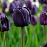 Tulipa Negra na Natureza