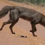 Cachorro-do-Mato-Vinagre na Natureza