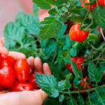 Colhendo Tomates Cerejas